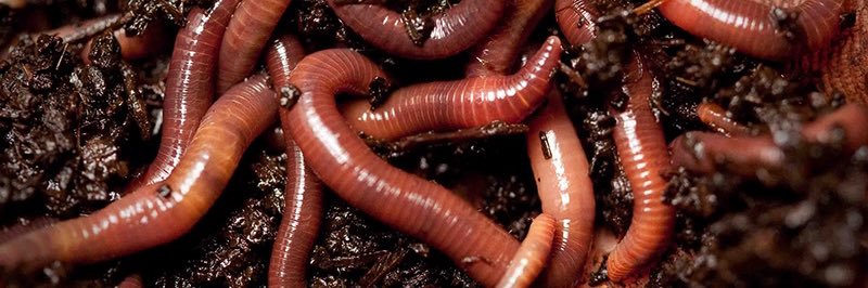 Alex Cronkite banner