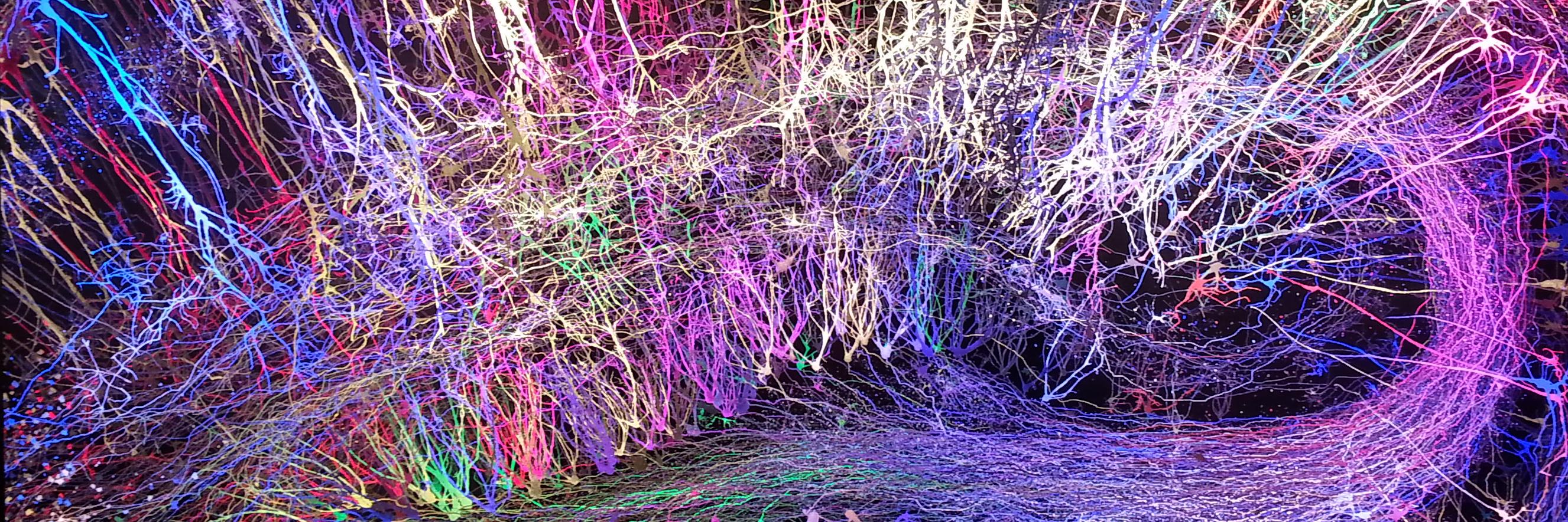 DCNeuroPolicy's profile banner image
