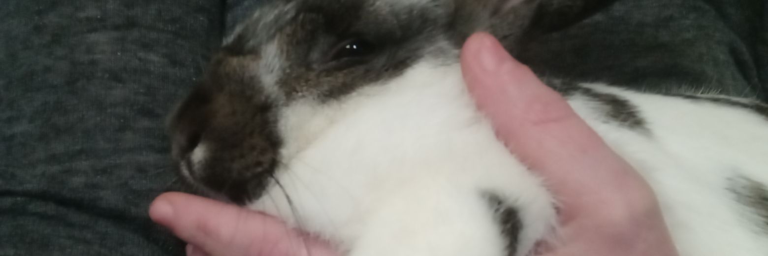 Rita🍀🌈🫏🌊 banner