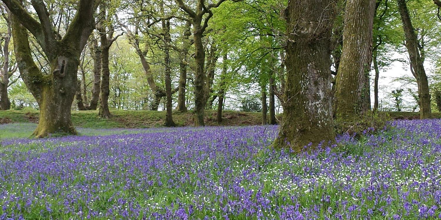 Exeter & District Ramblers banner