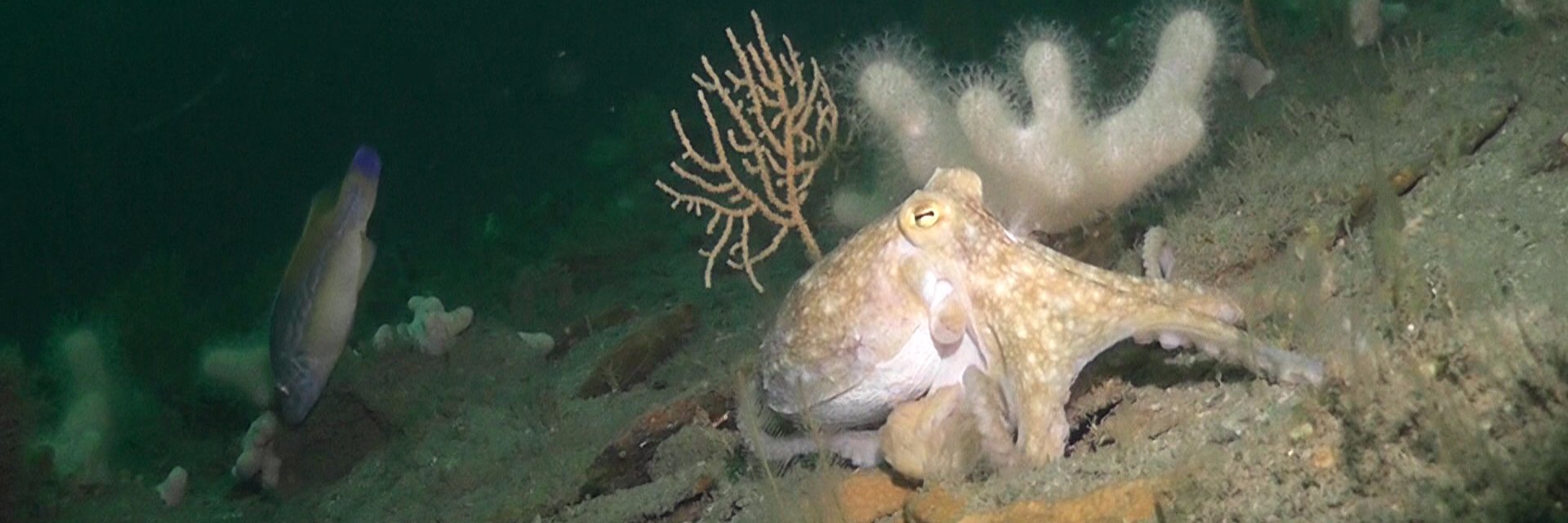 Prof Emma Sheehan banner