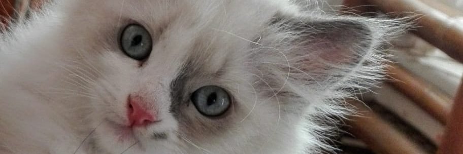 adremaru's profile banner image