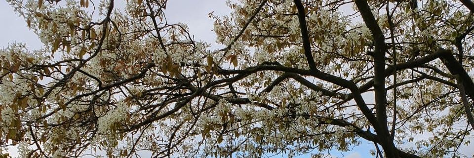 Safa_Alawar's profile banner image