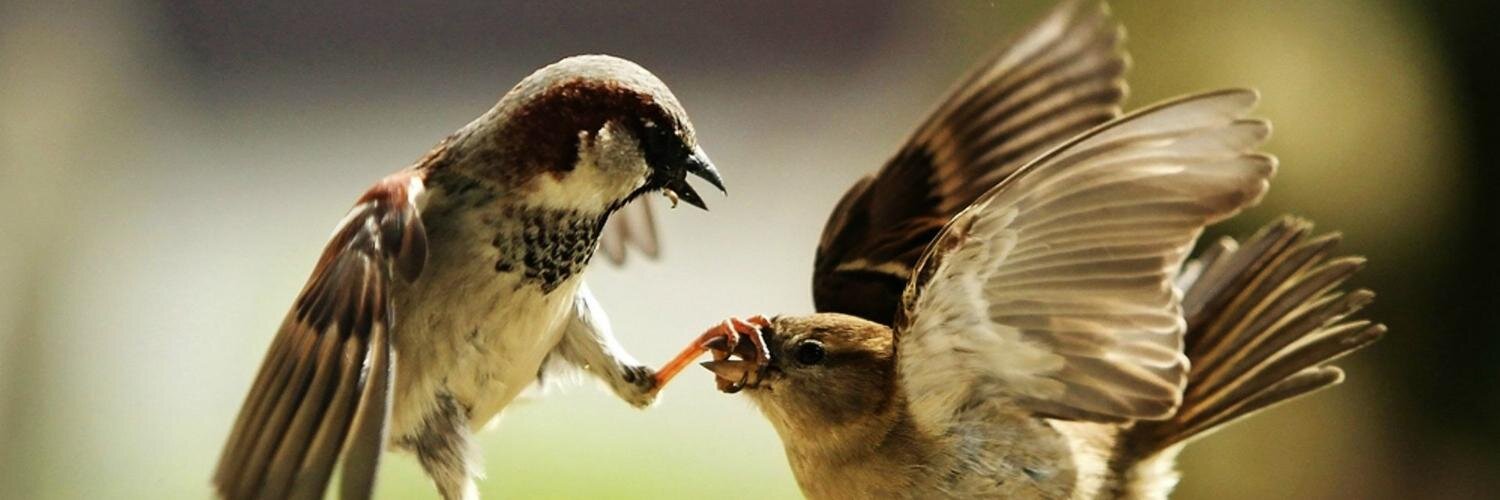 Joan Boixadós banner