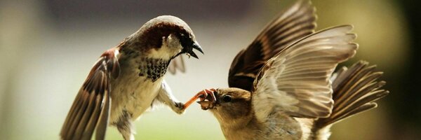 mezood Profile Banner