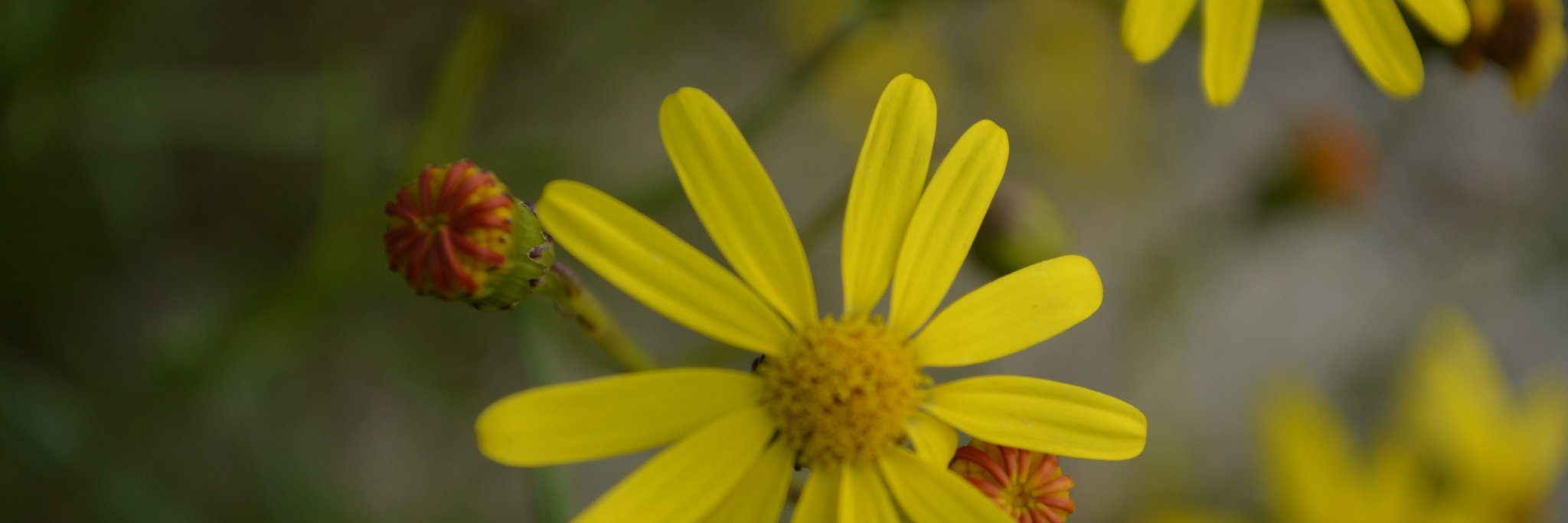 bertinepel's profile banner image