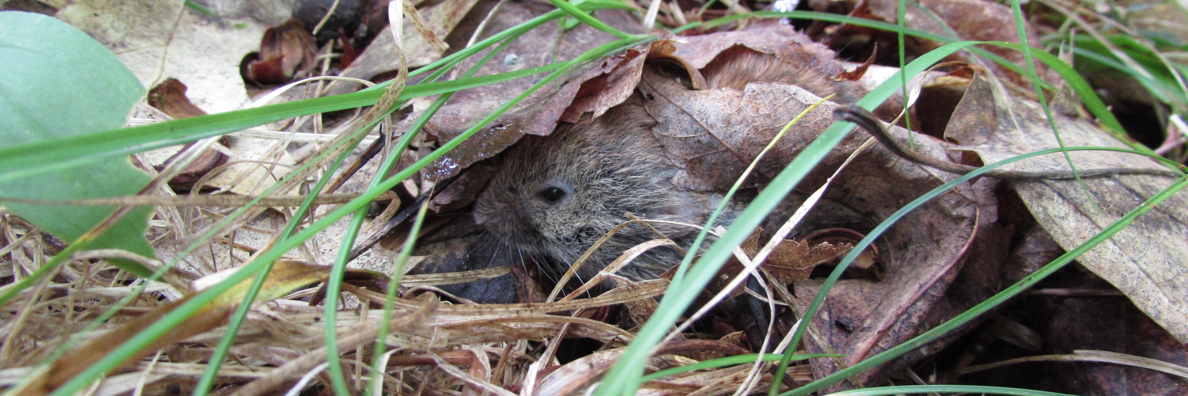 Jennifer Chandler banner