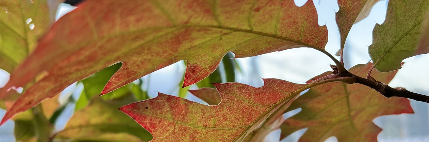SunFish_3's profile banner image