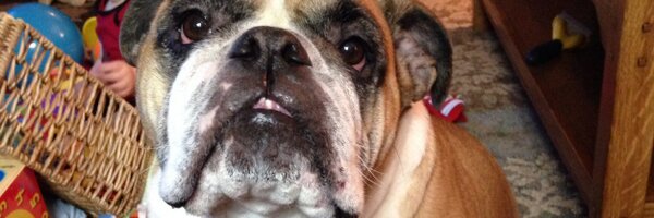 stepheno85 Profile Banner