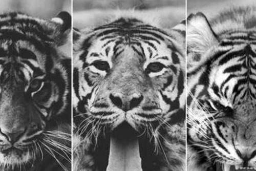 MarisolFls's profile banner image