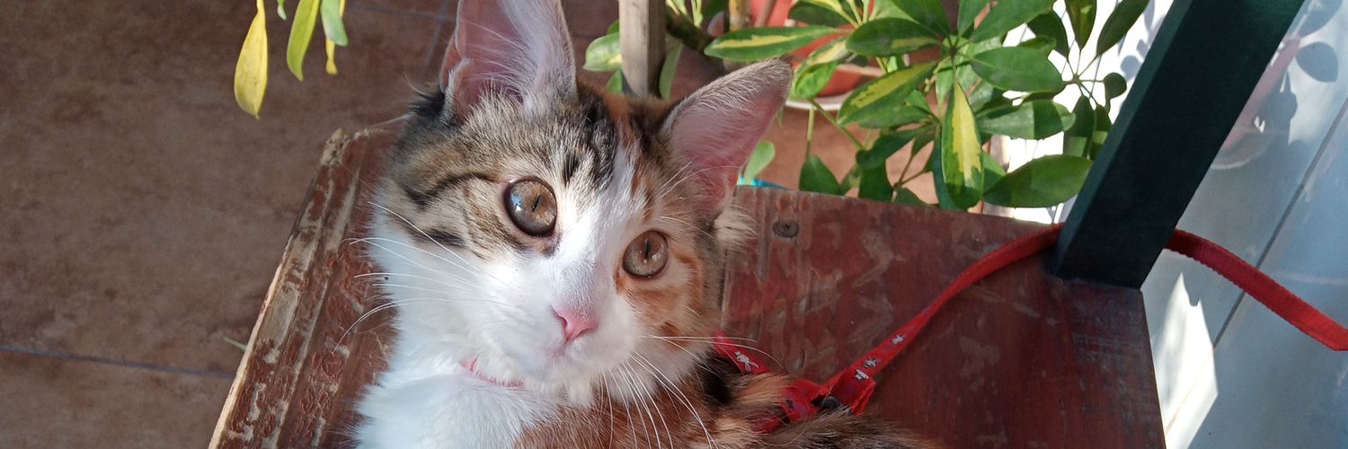 tilleclau's profile banner image