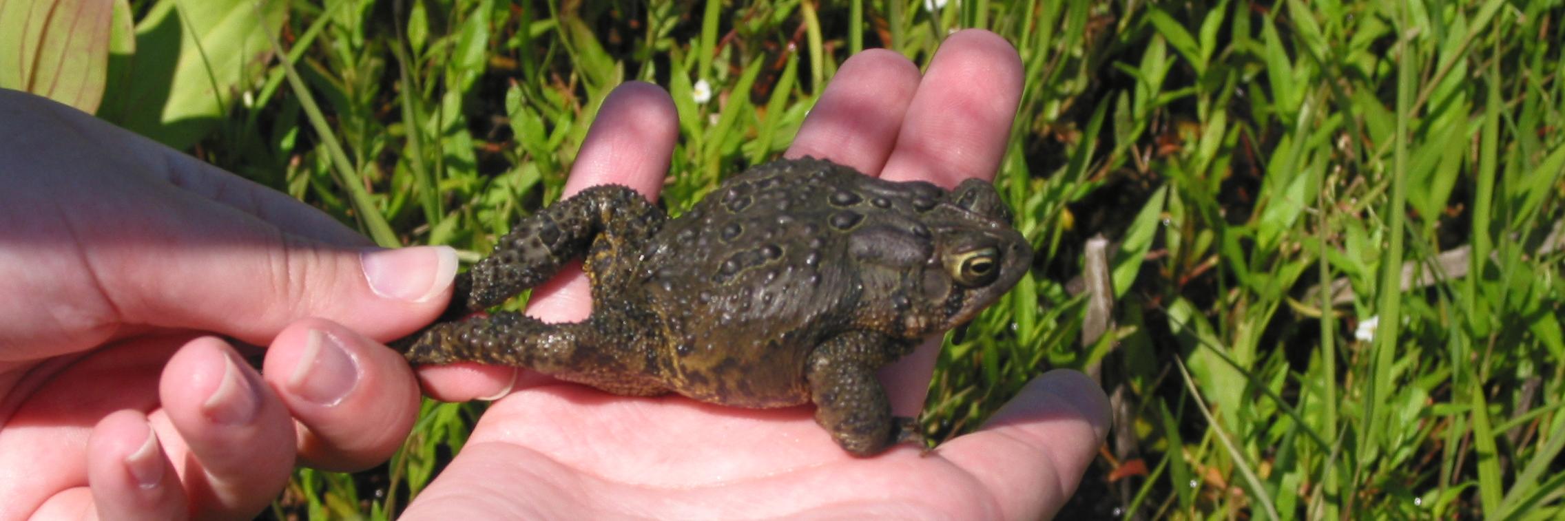 Vanessa Fennig (she/her) banner