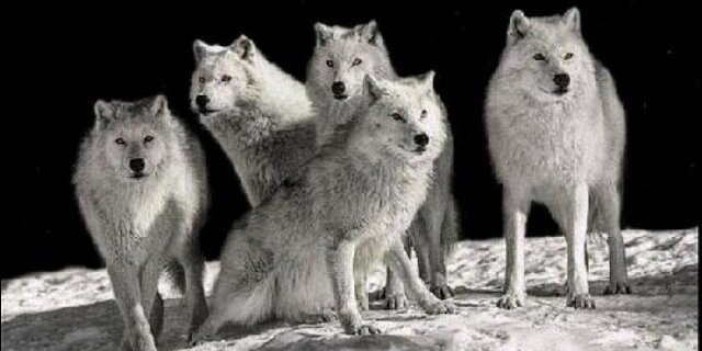 WOLVESofWHA's profile banner image