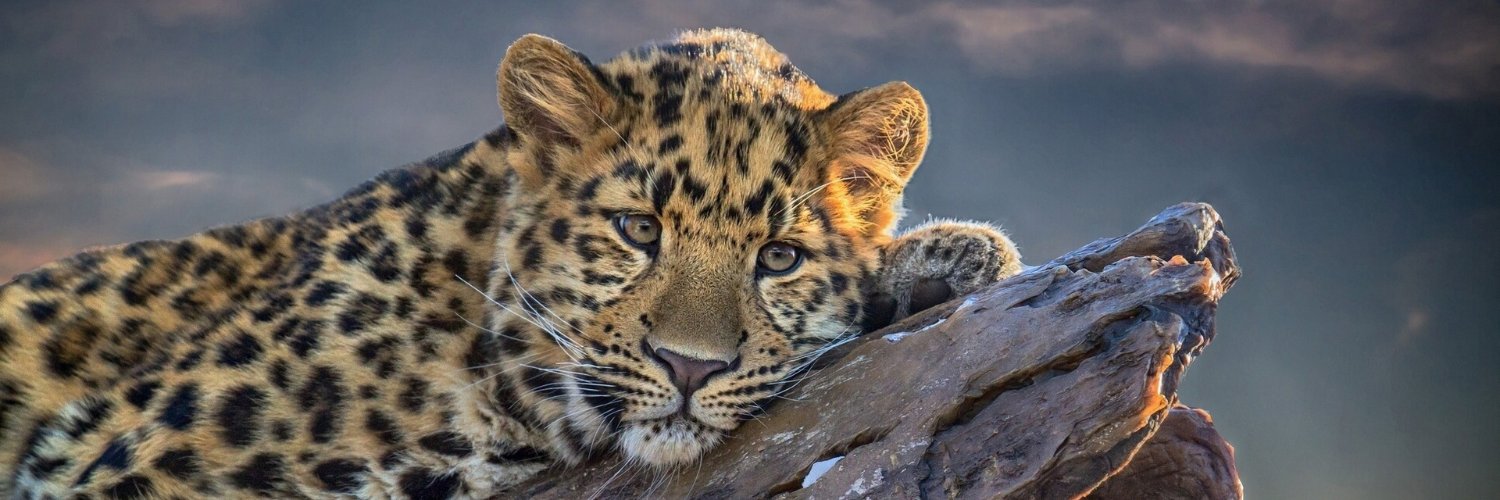 _biatra's profile banner image