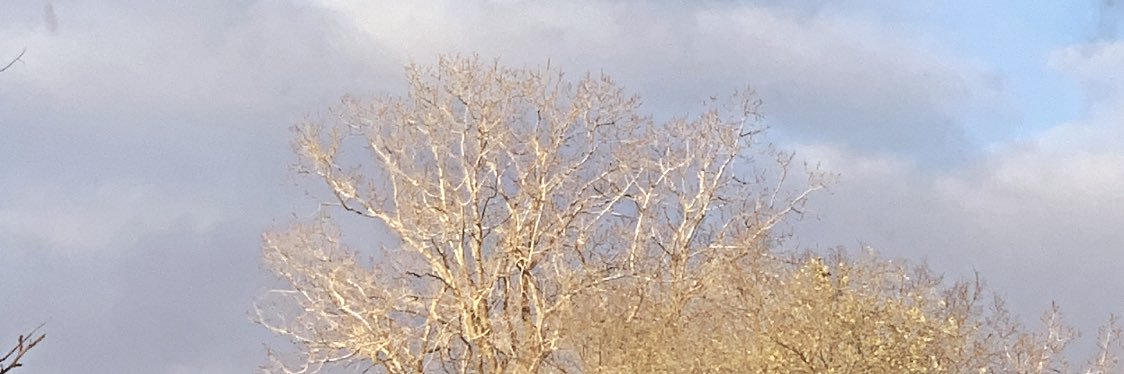 MamaMakoons's profile banner image