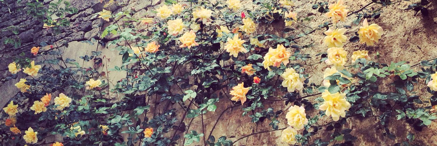 Helen Shephard banner