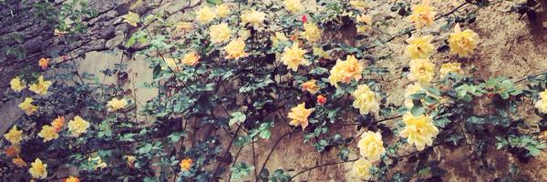 Helenshephard Profile Banner