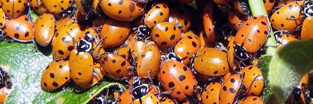 🐞🐜🐛KatieBug🐞🐜🐛 banner