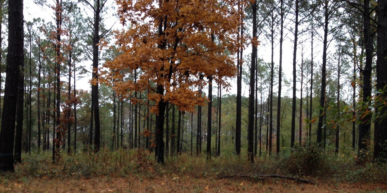 Judd Westfall banner