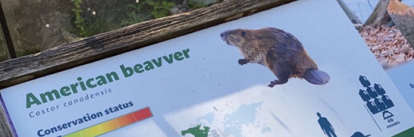 brian beavvers banner