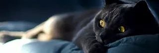 sickgirl77's profile banner image