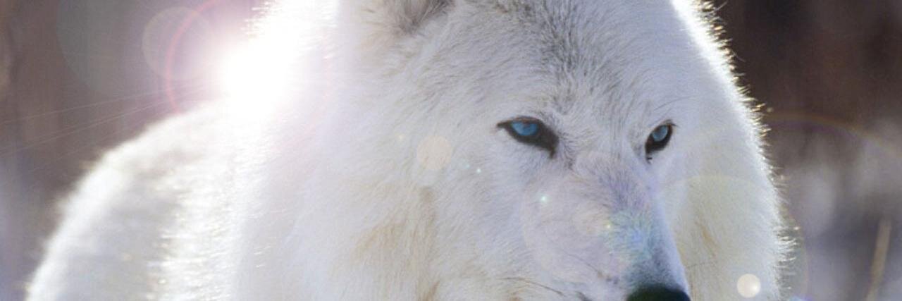 DenobanAgr's profile banner image