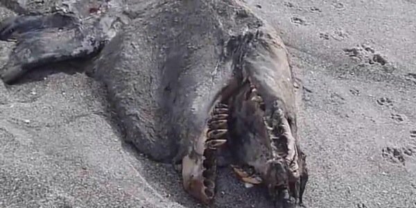 BabiesBattlingBeasts banner