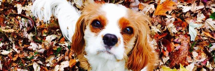 Jule817's profile banner image