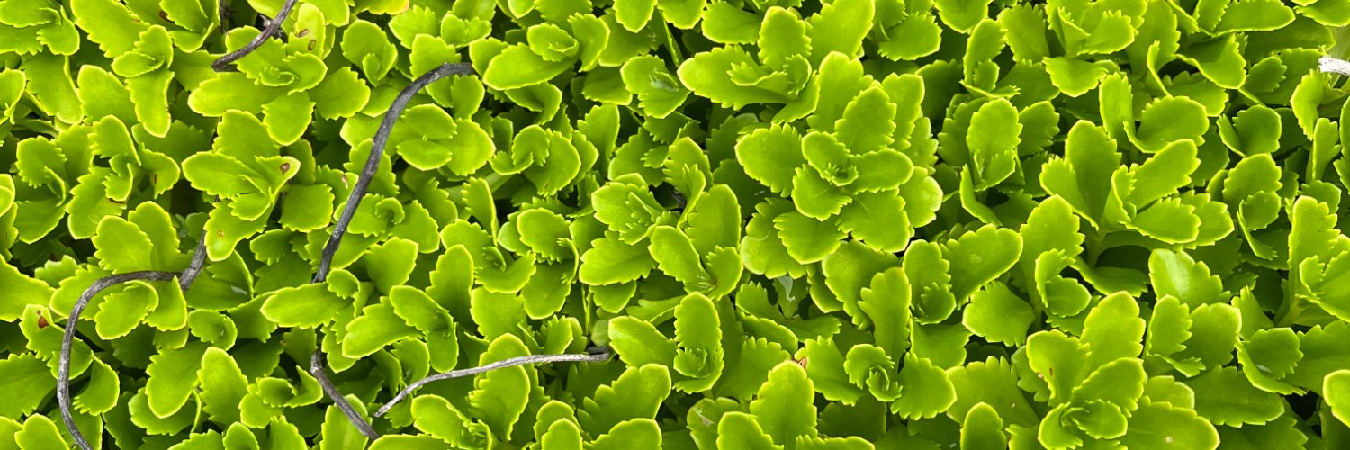 Kristen Cox Roby banner