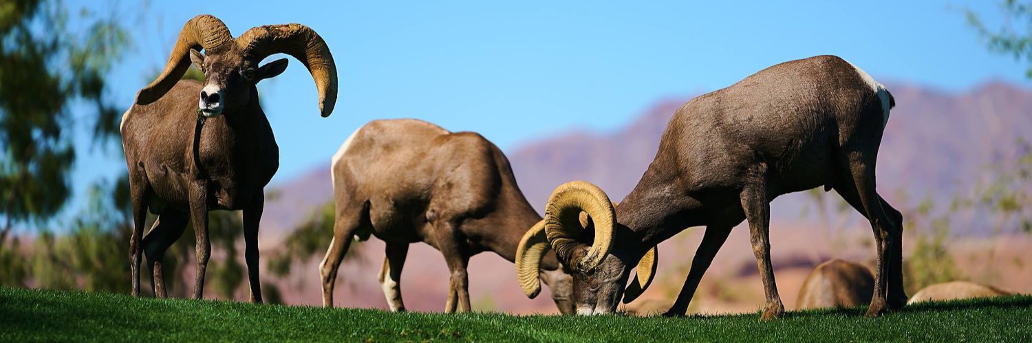 SouthShore Country Club banner