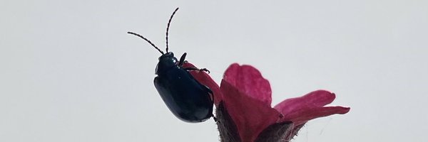 MuseumPierrette Profile Banner