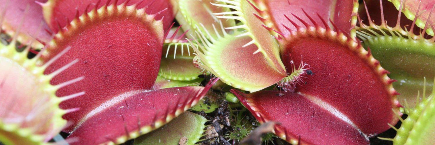 FlytrapStore's profile banner image