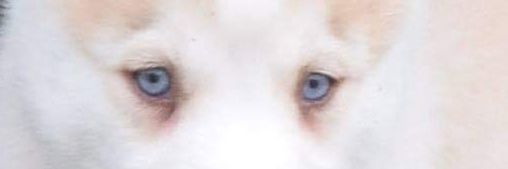 KJ banner