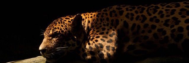 sheibrandao's profile banner image