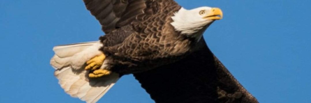 oparewa's profile banner image