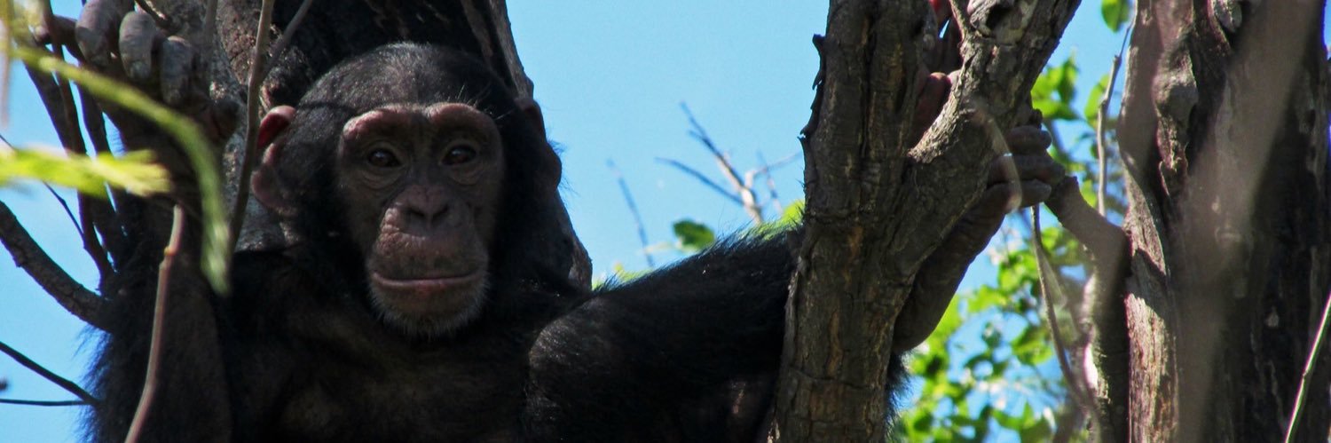 Nicole Wackerly banner