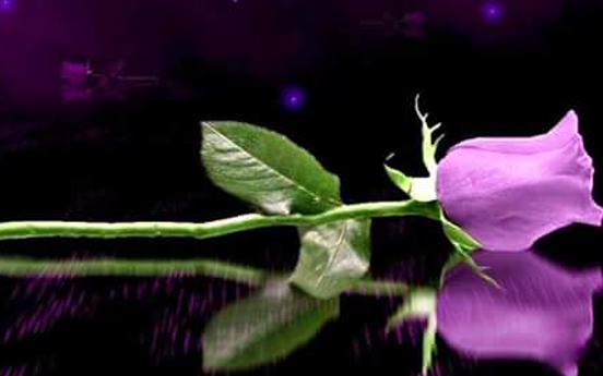 vicalma911's profile banner image