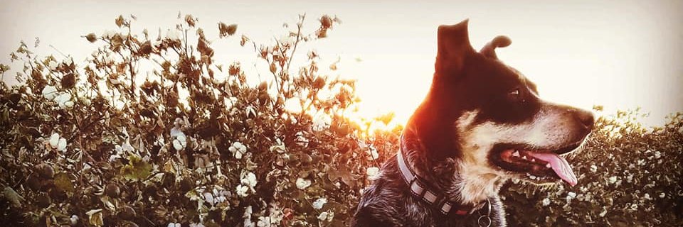picsbysam's profile banner image