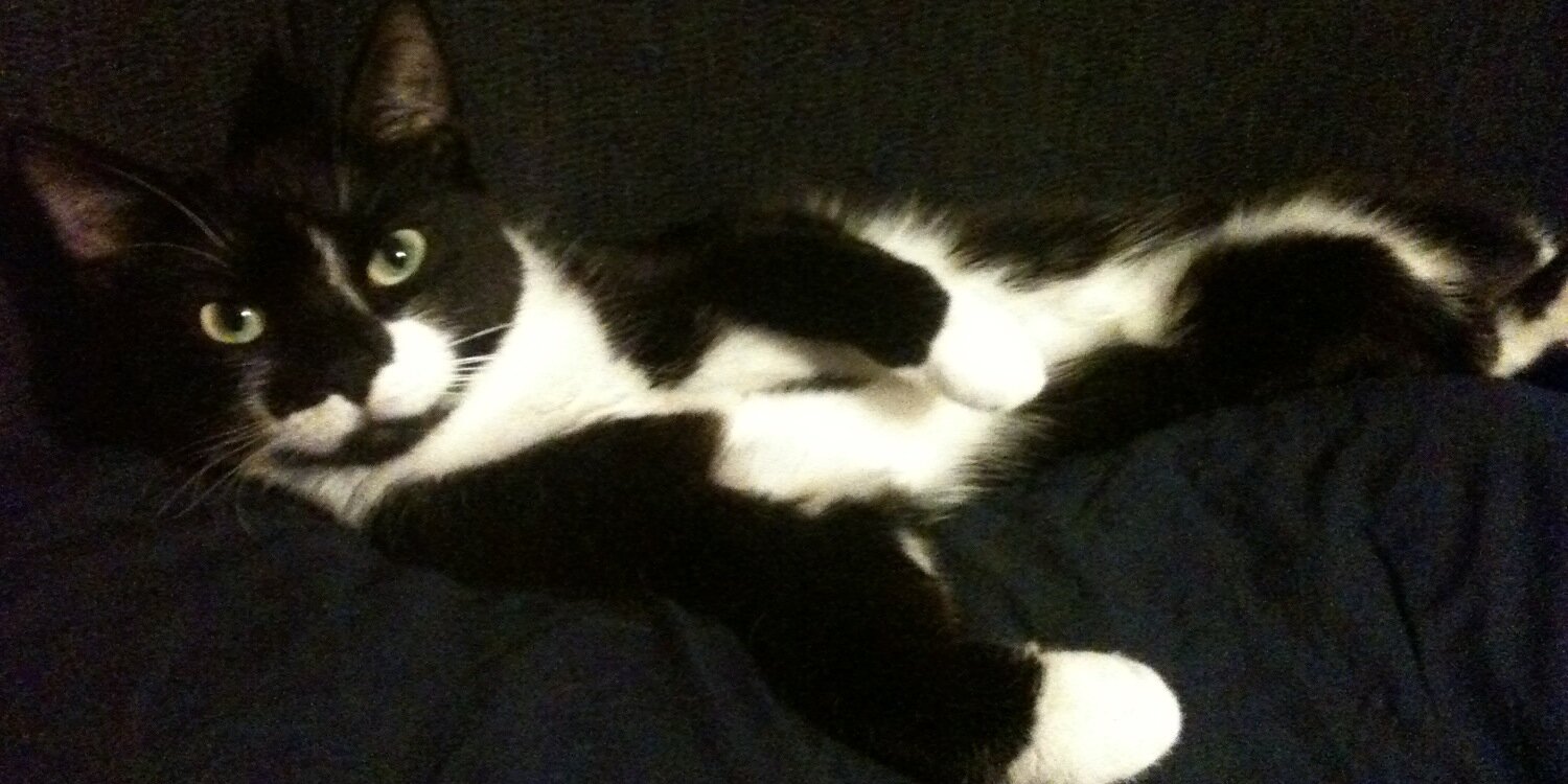 kittycat_kia's profile banner image