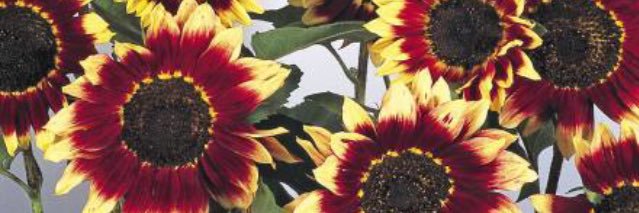 kelsey_barton's profile banner image