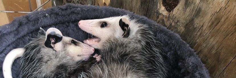 learningnothing banner