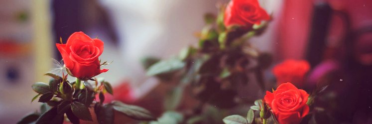Creamie_Demon's profile banner image