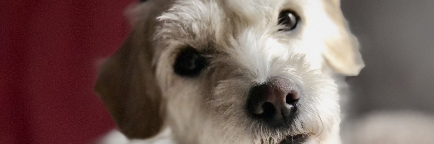 briquevedo1's profile banner image