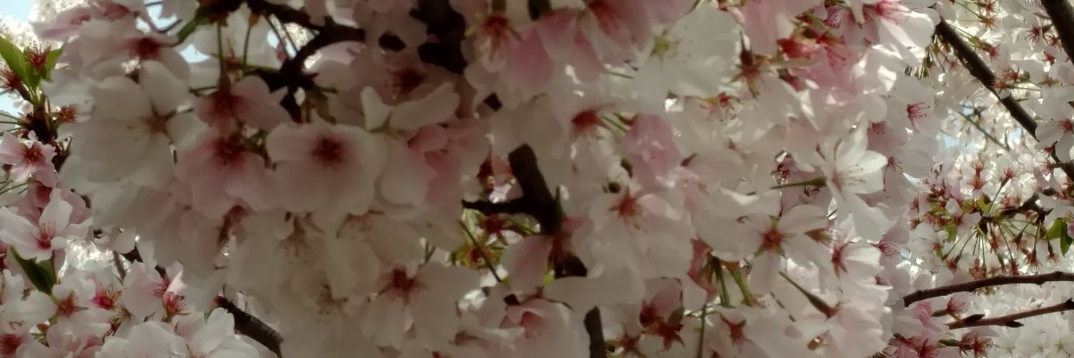 dmsdove's profile banner image