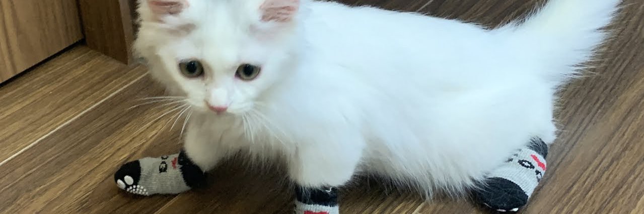 kittensock_'s profile banner image