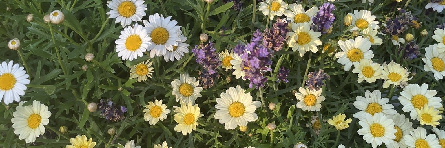 Bee_Fireflies's profile banner image