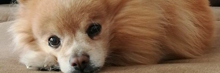 crystal_c1's profile banner image