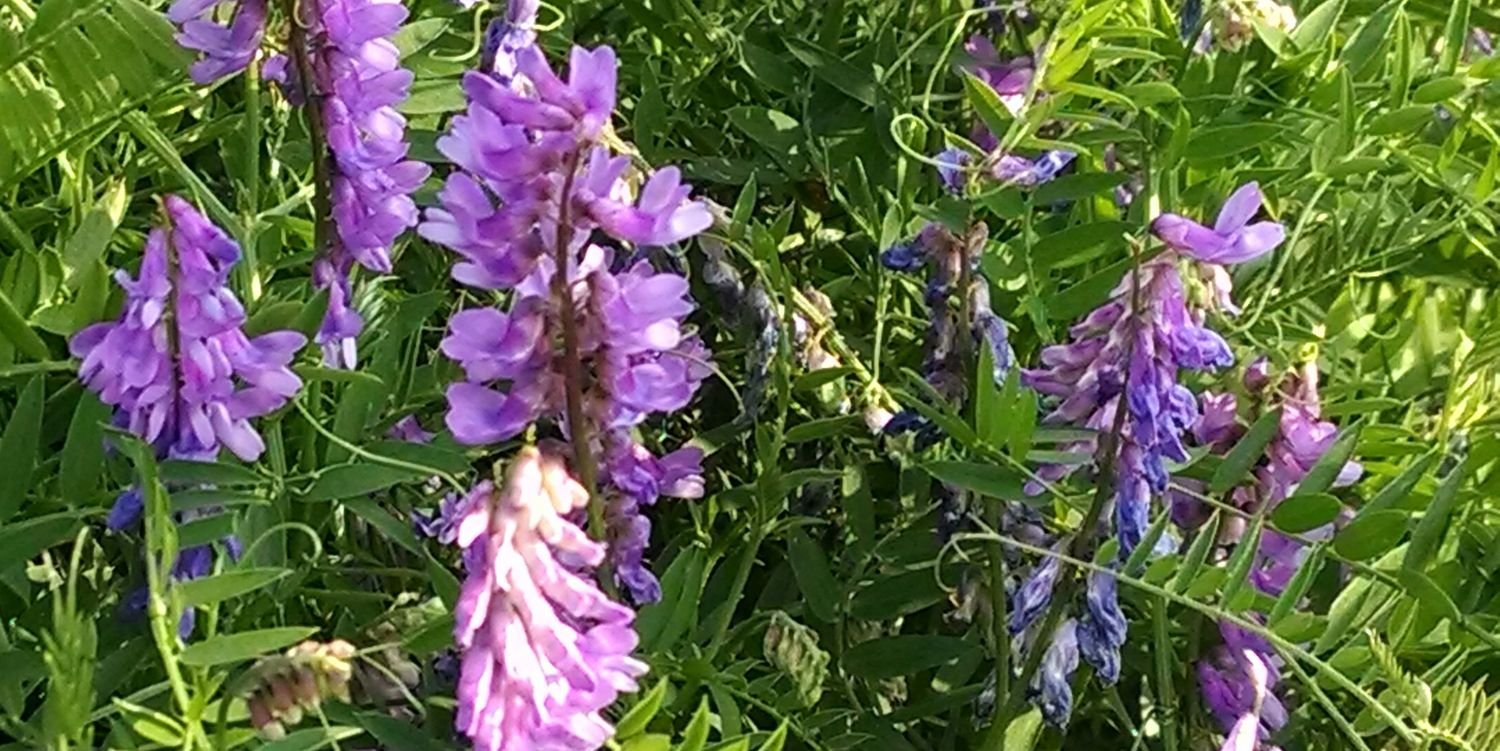 ECOalityMag's profile banner image