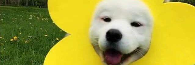 แม่มดน้อยโดเรหมี banner