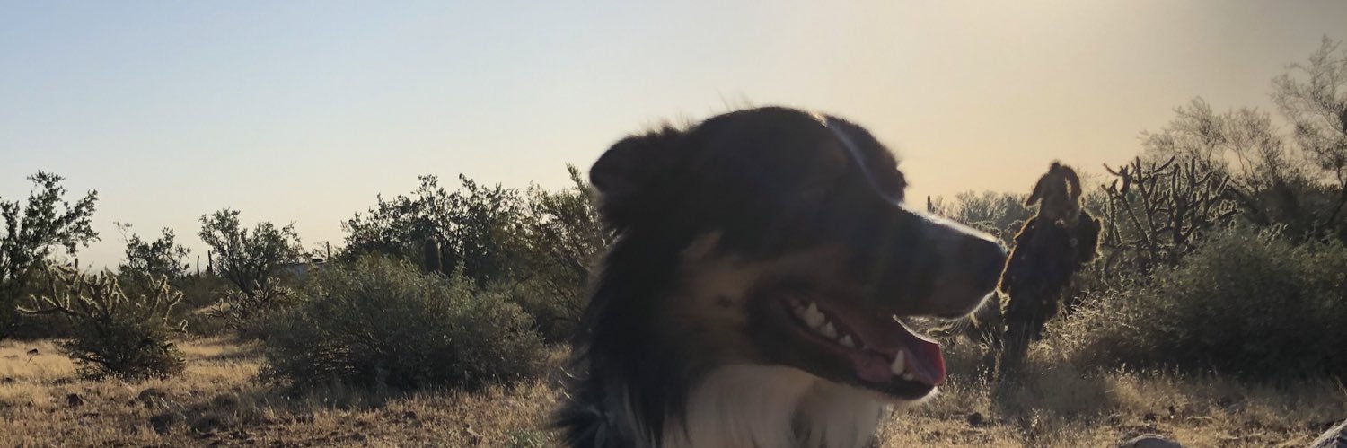 Borderedcollie's profile banner image